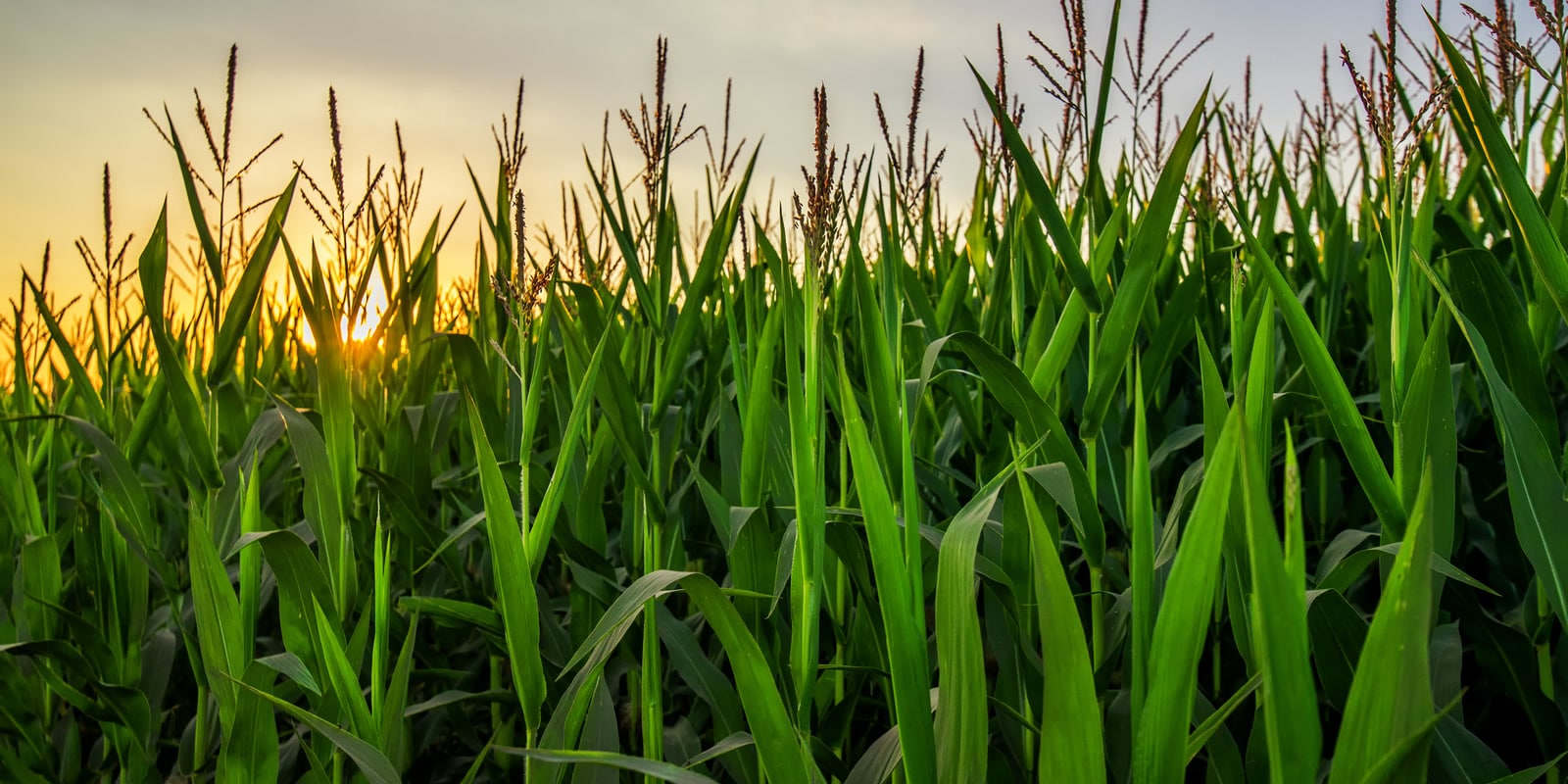 the-future-of-farming-vertical-farming